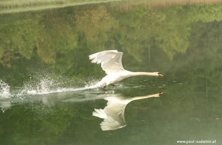 Schwan im flug4