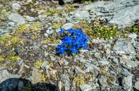 Stüdlgrat Großglockner Sodamin 6